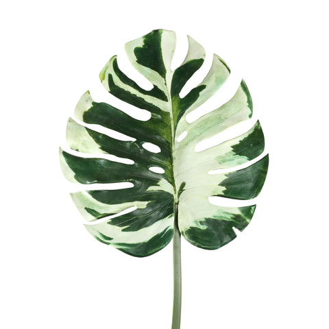 Fleur Monstera Artificielle