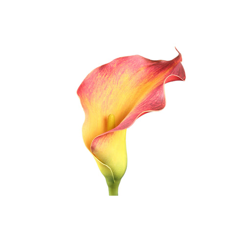 Fleur Lys Artificiel