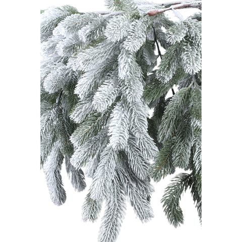 Sapin Rosamond