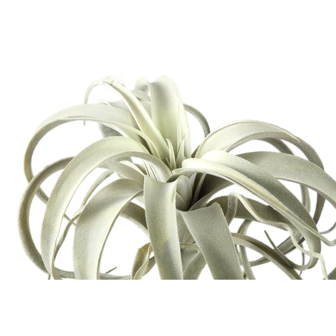 Plante Artificielle Tillandsia