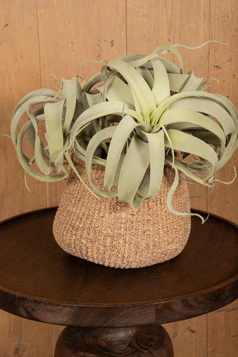 Plante Artificielle Tillandsia