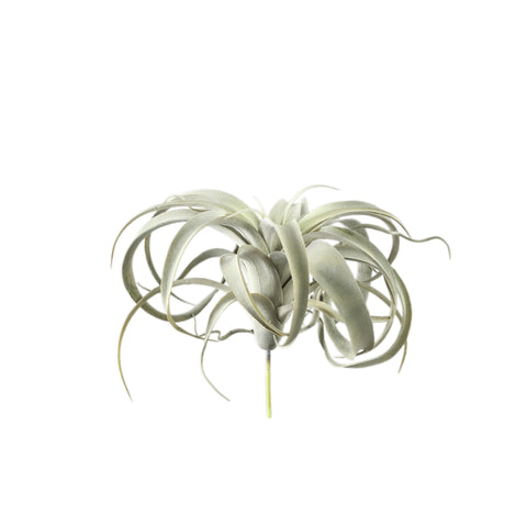 Plante Artificielle Tillandsia