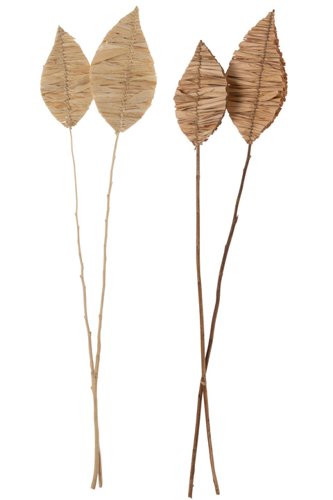 Feuilles de maïs