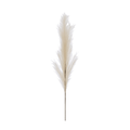 Plume Pampas Lola