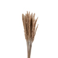 Botte Pennisetum