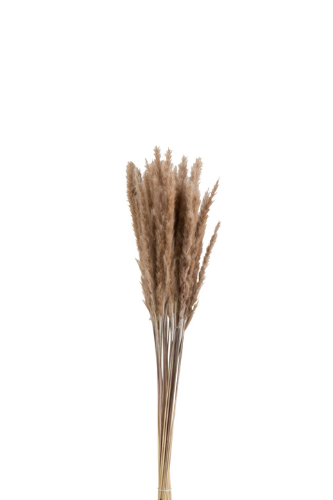 Botte Pennisetum