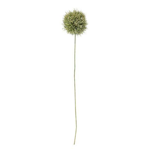 Allium Fleur