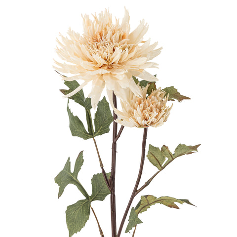 Fleures Chrysanthèmes