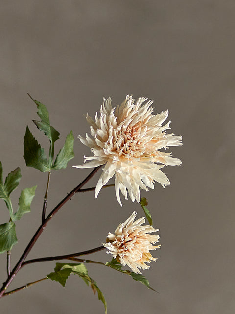 Fleures Chrysanthèmes