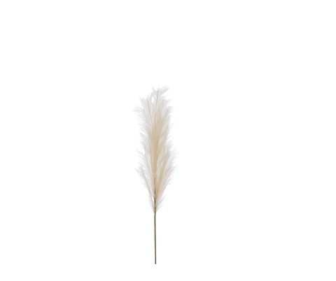 Plume Pampas Mia