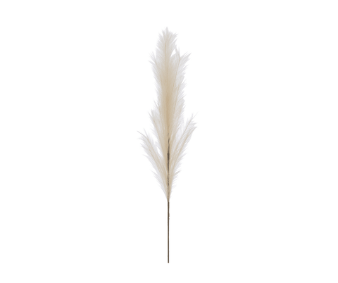 Plume Pampas Lola